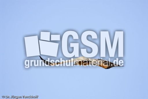 Mönchsgeier (8 von 9).jpg